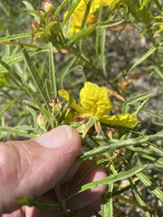 Oenothera berlandieri pinifolia