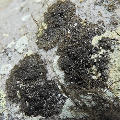 Melanelia culbersonii