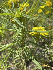 Oenothera berlandieri pinifolia