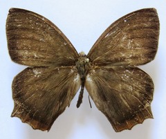 Taygetis rufomarginata