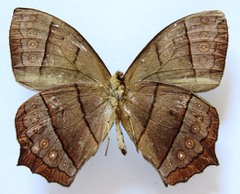 Taygetis rufomarginata