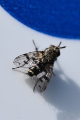 Homalactia harringtoni