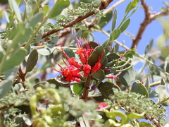 Plicosepalus acaciae