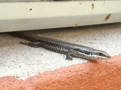 Notomabuya frenata