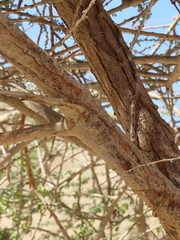 Plicosepalus acaciae