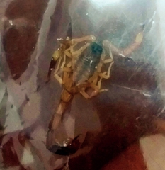 Tityus carrilloi