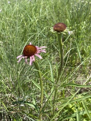 Echinacea atrorubens