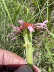 Echinacea atrorubens