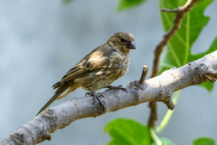 Haemorhous mexicanus
