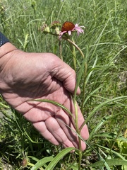 Echinacea atrorubens