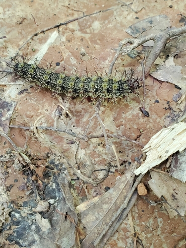 Gulf Coast Buck Moth
