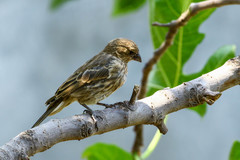 Haemorhous mexicanus