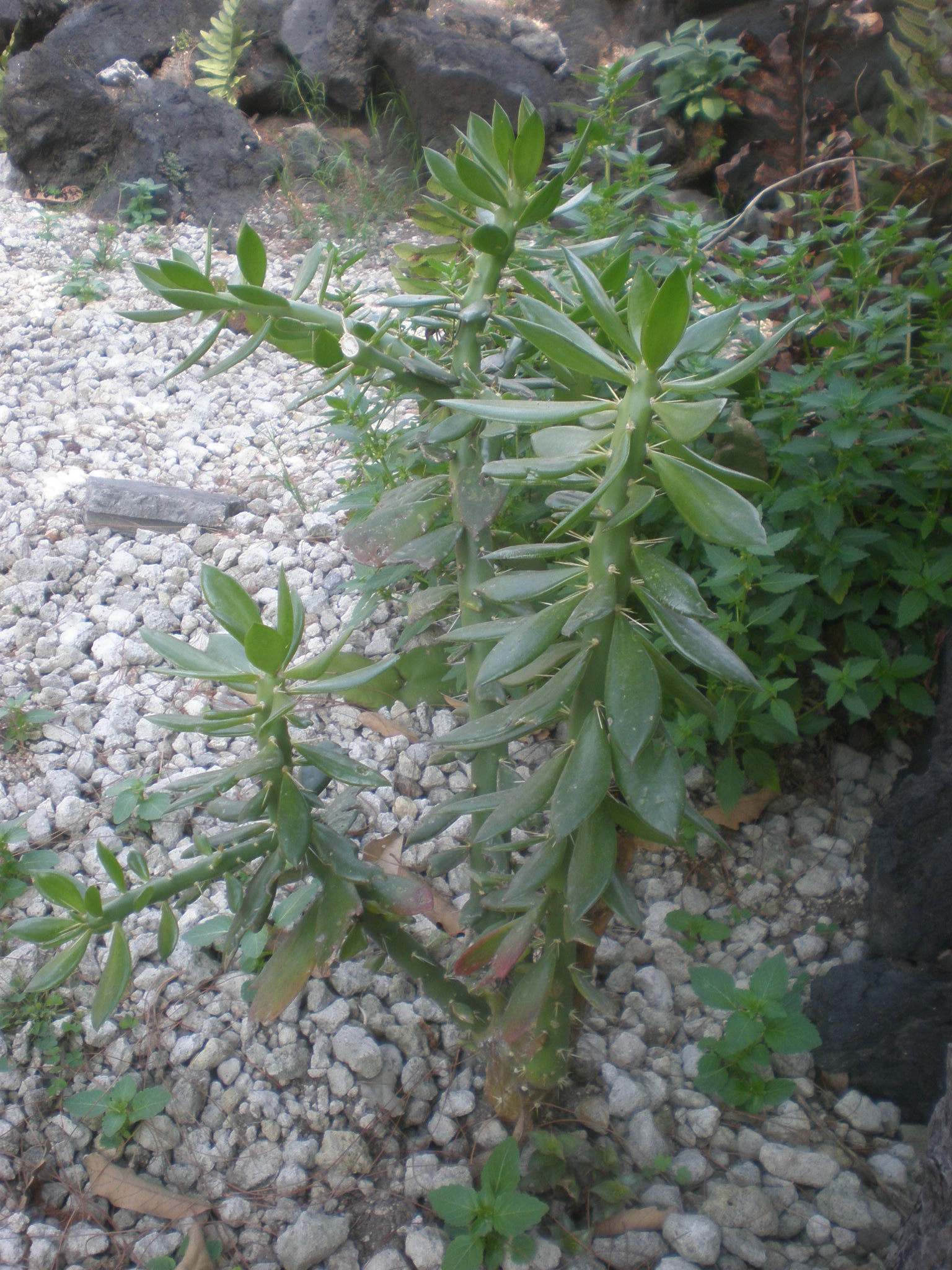 Pereskiopsis aquosa