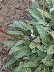 Eriogonum compositum