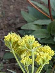 Eriogonum compositum