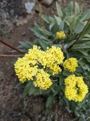 Eriogonum compositum