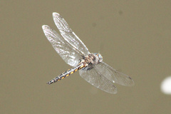 Epitheca petechialis