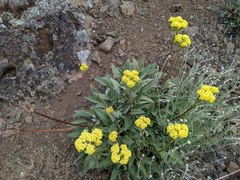Eriogonum compositum