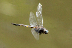 Epitheca petechialis