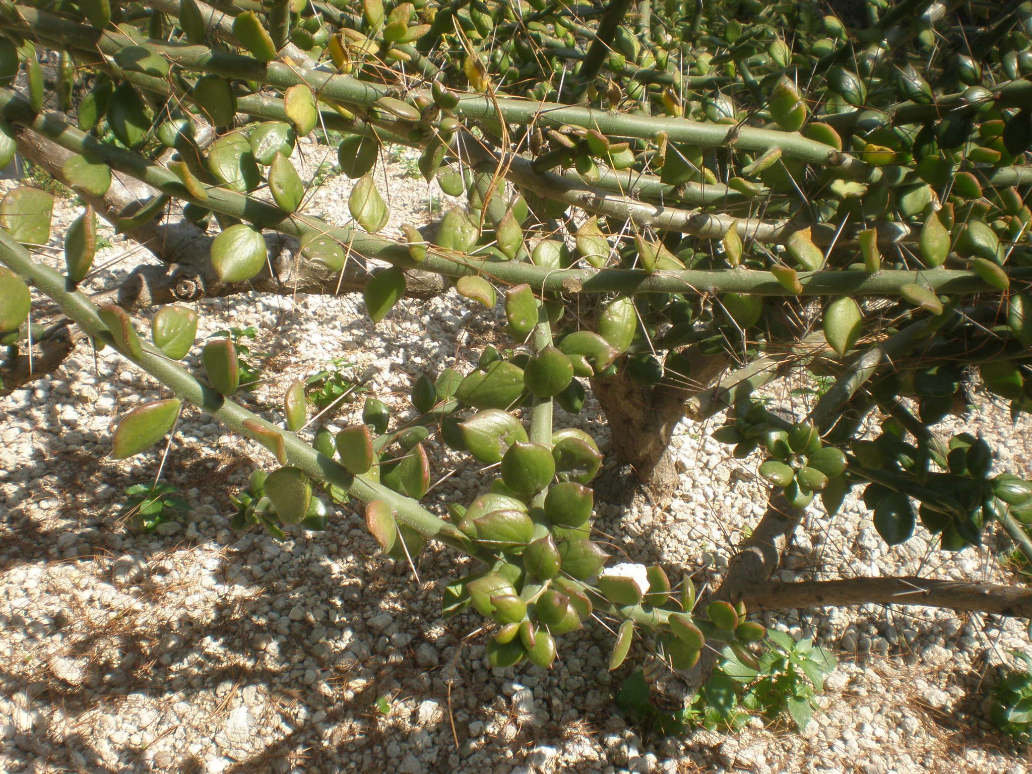 Pereskiopsis diguetii