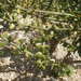 Cacto Arbusto Patilón - Photo (c) Consultaplantas, algunos derechos reservados (CC BY-SA)