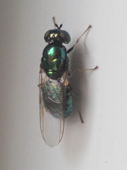 Microchrysa polita