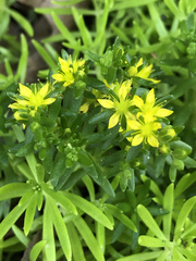 Sedum mexicanum