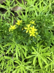 Sedum mexicanum