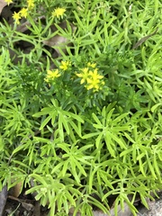 Sedum mexicanum