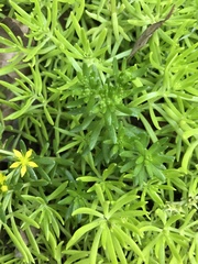 Sedum mexicanum