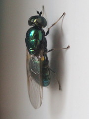 Microchrysa polita