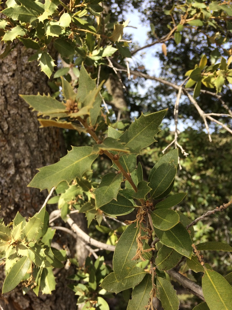 canyon live oak from San Diego County, US-CA, US on December 31, 2017 ...