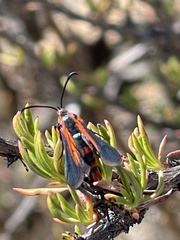 Synanthedon polygoni
