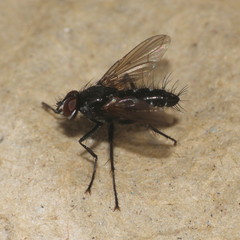 Phyllomya volvulus