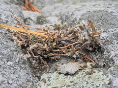 Paronychia argyrocoma