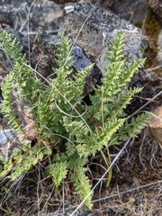 Woodsia oregana