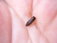 Callicorixa praeusta