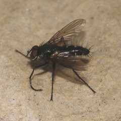 Phyllomya volvulus