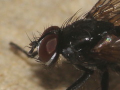 Phyllomya volvulus