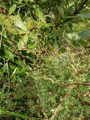 Kunzea robusta