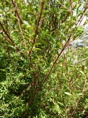Kunzea robusta