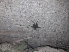 Parapachyloides uncinatus
