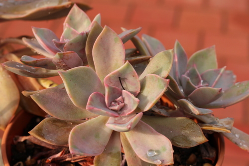 × Graptoveria 'Douglas Huth'