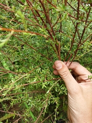 Kunzea robusta