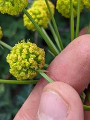 Lomatium multifidum