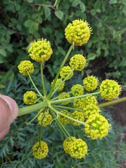 Lomatium multifidum