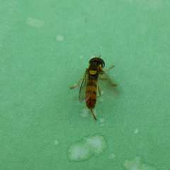 Sphaerophoria pyrrhina