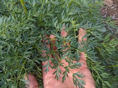 Lomatium multifidum