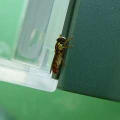 Sphaerophoria pyrrhina