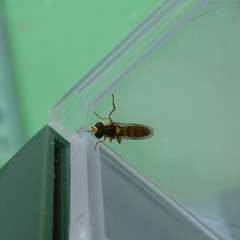 Sphaerophoria pyrrhina